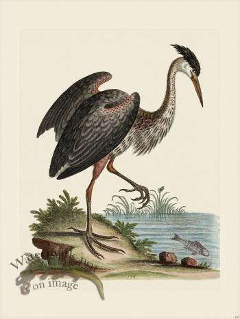 Edwards 135 Ash-Colour'd Heron